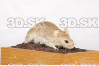 Mouse-Mus musculus 0007
